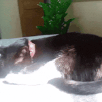 [고양이] 사무실악독한주인 36-냥<b>댕이</b>