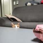 [고양이] 장난꾸러기 우리집 집주인 쌍둥이 <b>고냥</b>이들:)