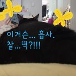 [고양이] 으르신... 무거워요...ㅠㅠ