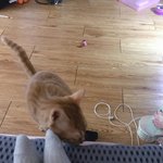 사랑하는 내 <b>복돌</b>이 <b>복</b>순이^^