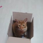 반려묘가 너무 좋아서 슬픕니다