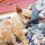 <b>울집</b> 강쥐 자랑 1장