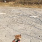 2020년 1월생 아기 시바