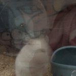 [댓글부탁해] <b>햄스터</b> 키우고싶거나 키울애들 질문
