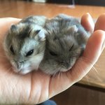 [댓글부탁해] (빛삭)1군 남<b>돌</b> <b>사생</b> 여친짤 털림