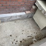 공주 유명 짬뽕집에서 강아지 학대