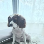 [강아지] 건방진 뚱보 조이의 삶