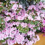[39부산남] 꽃