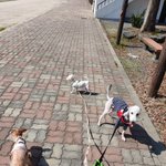 [강아지] 강아지 <b>둥이</b> 헐크 토르 일상^^ (토르중심ㅋ)