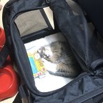 [고양이] 우리<b>집</b> 주인 랑이 자는 <b>사진</b> 모음