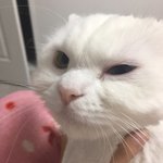 [댓글부탁해] 울 <b>고앵이</b> 존귀지