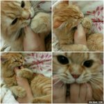 나 정시로 간호갈건데 걍 <b>사탐</b>돌릴까
