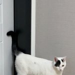 [ㅈㄱㄴ] 우리집 고양이 미친것같아 ㅋㅋㅋㅋㅋㅋㅋ