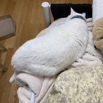 [드루와] 우리집 <b>고앵이</b> 왜이러는지 아는 사람
