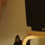 [고양이] 으르신... 뒷끝 진짜...ㅠㅠ