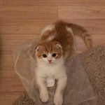 [댓글부탁해] 쿨톤들아 <b>레드립</b> ㅊㅊ좀 제발