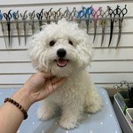 우리<b>집</b> 댕댕이 <b>털</b>찐거보고가@@@@