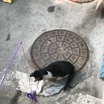 [이것좀봐줘] <b>소심</b>하지만은 않은 우리 고양이