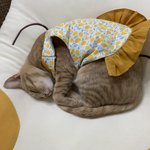 [고양이] 고양이들은 원래 이렇게 자나요??