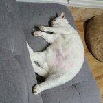 [꼭조언부탁] 살 찐 고양이 다이어트 어떻게 해?