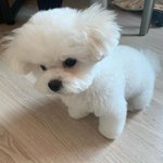 [드루와] 내 본진 갱얼쥐 개귀여워..