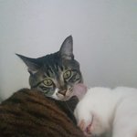 [고양이] 안녕하세요. 두마리 고양이 집사입니다. 고양이 자랑좀...