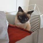 [고양이] 우리<b>집</b> 고양이 삐요 <b>사진</b> 들고 왔어