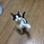 [고양이] 광복절에 만난 우리집 고양이 구경 오세요!