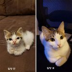 사랑 받은 티가 팍팍 나는 냥이들