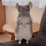 [댓글부탁해] 얘들아 <b>도화</b> 있다고 인기 많은 거 아닌듯