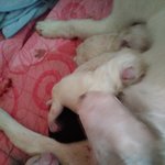 [강아지] <b>보나</b> 출산했습니다