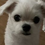 강아지는 왜 <b>포도</b>를 못먹는것인가