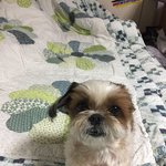 우리 <b>시츄</b>