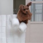 강아지 휴지 넘기 챌린지 아셈? 강아지와 냥이 <b>습성</b>? 비교 장면