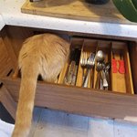 최고의 참견쟁이 <b>집사</b>의 껌딱지