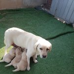 [강아지] <b>보호소</b>에서 출산한 리트리버