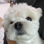 [강아지] 얘들아 우리 <b>보리</b> 귀여운것좀 봐줘