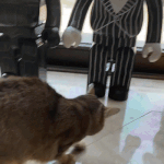 [강다니엘] [daniel.k.<b>here</b>] catstagram