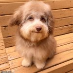 [드루와] 상체미인vs하체미인