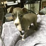 [위너] 졸귀 스타견 이옥두 짤 푼다