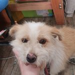 [강아지] <b>잔반</b>처리 하던 순딩이 여아