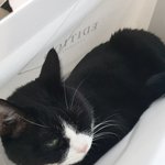 [고양이] 으르신!! 쇼핑 뒷풀이 해요~