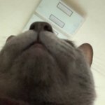 울애기 <b>각도</b>의 중요성 무시한다