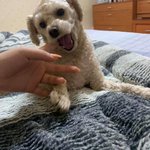 [ㅈㄱㄴ] 울<b>집</b>갱<b>얼</b>쥐가 나 뭄