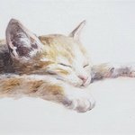 [고양이] <b>낮잠</b>자는 고양이