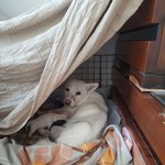 [강아지] <b>보나</b>와 6남매