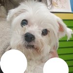 [꼭도와줘요] [<b>몸</b>이 아픈 유기견]버려지거나 길을 잃은 <b>이</b> 유기견을...