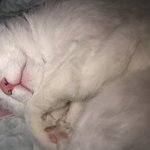 울집냥이 자는데 사진보구강