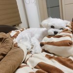 우리<b>집</b> 댕댕이