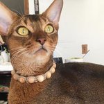 [고양이] 밖에 나가자고 집사한테 애교부리는 아비시니안 고양이